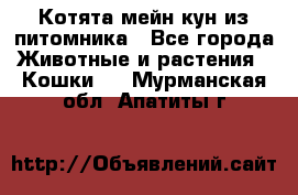 Котята мейн-кун из питомника - Все города Животные и растения » Кошки   . Мурманская обл.,Апатиты г.